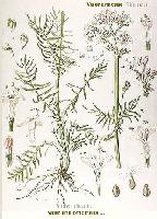 The Best herbal supply/reference Page on the Web